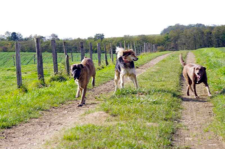 garde chien dans le Doubs près de Besancon